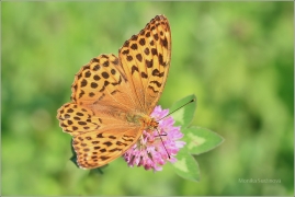 <p>PERLEŤOVEC STŘÍBROPÁSEK - samička (Argynnis paphia) ---- /Silver-washed fritillary - Kaisermantel/</p>